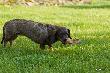 Diabe�ek zg�odnia� wi�c dosta� od Becaza Uszko:)