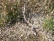 Zdj�cie 13.
A to chital, ofiara 'troch�' wi�kszego kotka - tygrysa..