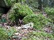 Na po�udniu Szwecji �yj� i dziki, i nied�wiedzie. I tak si� cz�sto to wsp�ycie ko�czy..