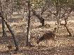 Zdj�cie 42.
Chitale, pomi�dzy nimi langur - najwi�ksza ma�pa Indii.