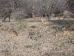 Zdj�cie 44:
Chitale i �ania nilgai.