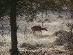 Zdj�cie 45:
Chital.