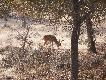Zdj�cie 46:
Chital.