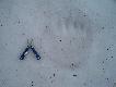 Ten nied�wied� ju� jest s�ynny. Trop tylnej �apy jest o 1 cm d�u�szy i o 0,5 cm szerszy od rekordu kraju. Narz�dziak ma r�koje�ci d�ugo�ci 4 cali, czyli 10,4 cm.. Od 3 lat przeznaczony do odstrza�u, ale ma szcz�cie: raz wyszed� pod ambon� p�niej, ni� dwie godziny przed zachodem S�o�ca = w czasie ochronnym, my�liwy tylko porobi� mu zdj�cia. Nast�pnym razem spotka�a go my�liwa maj�ca w broni tylko naboje z pociskami pe�nop�aszczowymi i fotoaparat.. Kilka razy spotkali go �owcy z broni� g�adkolufow� lub ma�okalibrow�.. Raz kilku ch�opa posz�o �ci�gac strzelonego �osia, i zastali tego nied�wiedzia �eruj�cego na �osiu, a ca�a bro� zosta�a w samochodach..