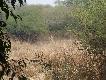 Zdj�cie 47:
Chital.
