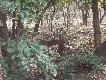 Zdj�cie 53:
W hindi i po angielsku sambar, po �acinie Cervus unicolor. Wi�kszy od naszych karpackich jeleni, wa�y do 400 kg. Ale wieniec to sz�stak, ogromny, ale tylko sz�stak..
Jedyny jele� Indii w doros�ym wieku bez 'ciapek' na sukni.