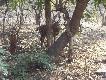 Zdj�cie 54: W hindi i po angielsku sambar, po �acinie Cervus unicolor. Wi�kszy od naszych karpackich jeleni, wa�y do 400 kg. Ale wieniec to sz�stak, ogromny, ale tylko sz�stak.. Jedyny jele� Indii w doros�ym wieku bez 'ciapek' na sukni.

