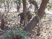 Zdj�cie 55: 
W hindi i po angielsku sambar, po �acinie Cervus unicolor. Wi�kszy od naszych karpackich jeleni, wa�y do 400 kg. Ale wieniec to sz�stak, ogromny, ale tylko sz�stak.. Jedyny jele� Indii w doros�ym wieku bez 'ciapek' na sukni.

