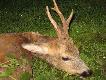 Pierwszy sezonu 2012/13 �adny o�mioletni my�kus pozyskany dwie�cie metr�w od domu.