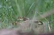 Zdj�cie umieszczam jako ciekawostk�. Jad�c autem zauwa�y�em przy drodze m�odego szaraka, raczej nie by� p�ochliwy wi�c zrobi�em mu zdj�cie dopiero na monitorze zauwa�y�em z jakim kleszczem szaraczek si� musi m�czy�.