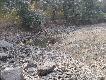 Zdj�cie 56:
�ania i ciel� sambara w korycie rzeki - teraz trwa pora sucha, wi�c wody naprawd� ma�o..