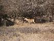 Zdj�cie 57:
Nilgai - najwi�ksza antylopa Azji, byki do 400 kg. Po angielsku 'blue bull', bo naprawd� s� niebieskie!!