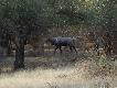 Zdj�cie 58: Nilgai - najwi�ksza antylopa Azji, byki do 400 kg. Po angielsku 'blue bull', bo naprawd� s� niebieskie!!
