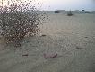 Zdj�cie 80:
Rozbity dzban na pustyni: �wiadek tragedii czy radosnego �wi�ta??