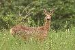 Skoro zim� zjad�y przyczep� marchewki i kapusty to moze dzieci b�d� �adne i zdrowe :-)