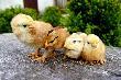o Rodze�stwo trzeba dba� ;-))
