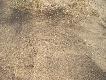 Zdj�cie 86:
A tu w�drowa� kt�ry� z licznych drobnych gryzonii z d�ugim ogonkiem :-)