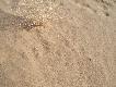 Zdj�cie 87: A tu w�drowa� kt�ry� z licznych drobnych gryzonii z d�ugim ogonkiem :-)
