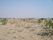 Zdj�cie 93:
Po kilku dniach swobodnie k�usowali�my po piachach. Galop i cwa� tylko z rzadka - garbusy si� szybko buntowa�y.