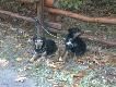 Ares z Soni�