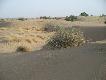 Zdj�cie 103:
Pustynia Thar.