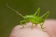 W chwil� p�niej u�ar� mnie w palec do b�lu. A ja mu Filip m�wi�em...