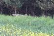 Poluj�c go�cinnie  spotka�em na zasiadce wilka. By�o to moje drugie spotkanie z wilkiem w naturze. Pierwszy raz widzia�em wilka w pa�dzierniku ubieg�ego roku na terenie Nadle�nictwa Choczewo Le�nictwo Szklana Huta.