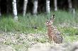20-05-2012  Zaj�c jaki jest ka�dy widzi. A zaj�c te� wszystko widzi.