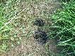 Tropy sprawcy. Jenoty dotar�y do Szwecji od strony Finlandii, i pr� na zach�d i na po�udnie..