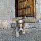 Komu spu�ci� lanie,h�? 