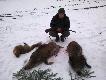 By�o jeszcze widno gdy wr�cilem z tata z polowania.by�o nam dane strzeli� sobie po warchlaku.Dziczek z lewej jest moim drugim w karierze �owieckiej