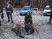 Zbior�wki w moim pierwszym sezonie jako my�liwy. Dziki nie moje ale zdj�cie �adne:)