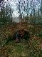 Pierwszy dzik pozyskany w tym sezonie o poranku. Waga w skupie 31kg.

Darz B�r 
LEON