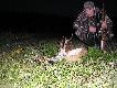 Wid�ak regularny w pi�tym roku �ycia. Drugie wieczorne wyj�cie zako�czone tym o to koz�em,strzelony o 20:30 Waga w skupie 18 kg DB