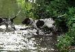 IBIS z Czarciego Uroczyska (Archie Keiviento x Fenka Iwa Kajmina)