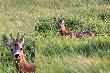 28-05-2012 Troch� ju� prze�y�. Prawy parostek ma mocno zagiety.