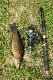 linek 34 cm