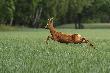 Hop. hop. hop w szklank�.... 