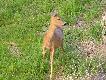 podbieg�a na 3 m od ambony
