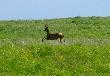 no i go pogoni� :)