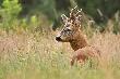 miejscami trawa wy�sza ni� kozio�ki 