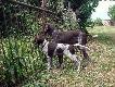 IWO z Czarciego Uroczyska (Archie Keiviento x Fenka Kajminia) - 3 miesiace