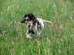 IWO z Czarciego Uroczyska (Archie Keiviento x Fenka Kajminia) - 3 miesiace