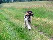 IWO z Czarciego Uroczyska (Archie Keiviento x Fenka Kajminia) - 3 miesiace