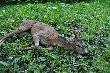 M�j drugi rogacz z tego sezonu pozyskany 07.06.2012 o 6.55 waga tuszy 18 kg