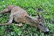 M�j drugi rogacz z tego sezonu pozyskany 07.06.2012 o 6.55 waga tuszy 18 kg