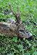 M�j drugi rogacz z tego sezonu pozyskany 07.06.2012 o 6.55 waga tuszy 18 kg
