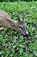 M�j drugi rogacz z tego sezonu pozyskany 07.06.2012 o 6.55 waga tuszy 18 kg