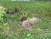 Rogacz ten by� najprawdopodobniej potr�cony przez samoch�d. Mia� ca�y zad sparali�owany. Podszed�em go na 10m le��cego w trawie. Po kilku minutach rogacz sie podni�s� i ci�gnac zad odszed� oko�o 50m... i tam tez zgas�...