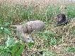 Dewizowy, 7-8 letni sz�stak... Rogacz po strzale poszed� trzcinami oko�o 120m, praktycznie nie daj�c farby... Gdyby nie moja Beksa lisy mia�y by radoche...